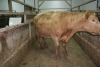 1 Tan Cow, 1460 lbs - 2