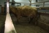 1 Tan Cow, 1460 lbs - 3