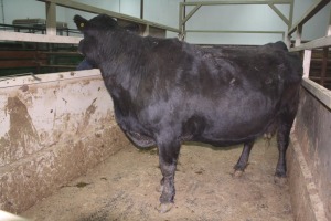 1 Black Cow, 1500 lbs