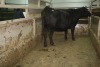 1 Black Cow, 1500 lbs - 2