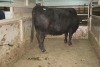 1 Black Cow, 1500 lbs - 3