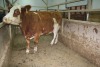 1 Red Brockle Faced Cow, 1440 lbs