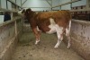 1 Red Brockle Faced Cow, 1440 lbs - 2