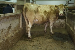 1 Tan cow, 1770 lbs