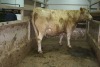 1 Tan cow, 1770 lbs - 3