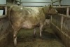 1 Grey cow, 1680 lbs