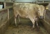 1 Grey cow, 1680 lbs - 2