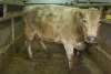 1 Grey cow, 1680 lbs - 3