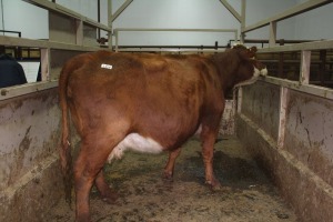 1 Red Brockle Faced Cow, 1340 lbs