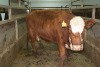 1 Red Brockle Faced Cow, 1340 lbs - 2