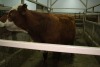 1 Red Brockle Faced Cow, 1340 lbs - 3
