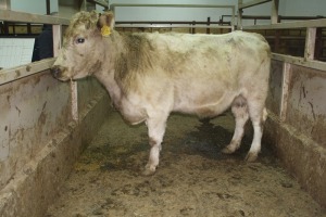 1 Grey Cow, 1280 lbs