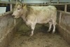 1 Grey Cow, 1280 lbs - 3