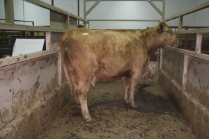 1 Tan cow, 1450 lbs