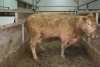 1 Tan cow, 1450 lbs - 2