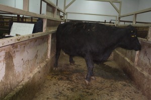 1 Black Cow, 1570 lbs