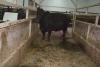 1 Black Cow, 1570 lbs - 2
