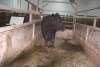 1 Black Cow, 1570 lbs - 3