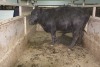 1 Black Cow, 1400 lbs - 2
