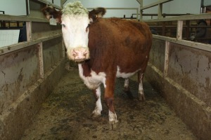 1 Red White-Faced Cow, 1450 lbs.