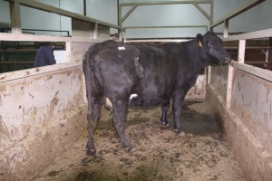 1 Black Cow, 1400 lbs