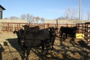 5 Black Heifers, 1100 lb average
