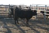 4 Black Heifers, 1140 lb average - 2