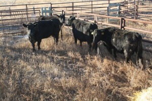 4 Black Cows, 1410 lbs average