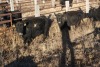 4 Black Cows, 1410 lbs average - 2