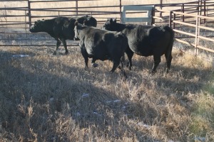 3 Black Cows, 1430 lbs average