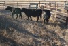 3 Black Cows, 1430 lbs average - 2