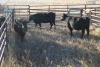 3 Black Cows, 1430 lbs average - 3