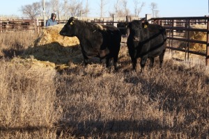 2 Black Cows, 1325 lbs average