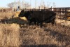 2 Black Cows, 1325 lbs average - 2