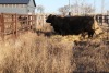 2 Black Cows, 1325 lbs average - 3