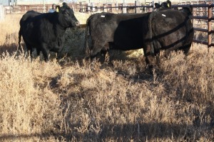 4 Black cows, 1260 lbs average
