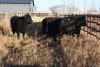4 Black cows, 1260 lbs average - 2