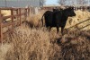 4 Black cows, 1260 lbs average - 3