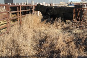3 Black Cows, 1390 lbs average