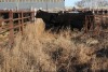 3 Black Cows, 1390 lbs average - 2