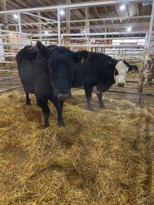 Black Bred cow