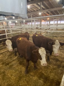 Red white faced bred cow