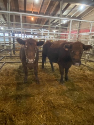 Red Bred Cows