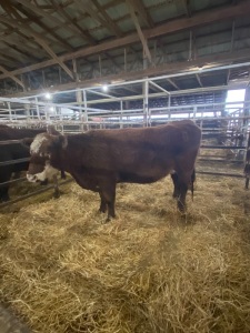 Black brockle faced bred cow