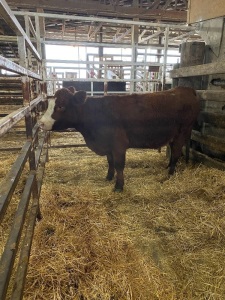Red White faced bred cow