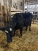 Black bred cow