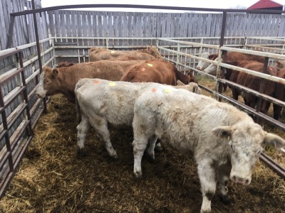 Red Influence Charolais heifer