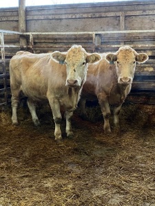 Charolais bred cows