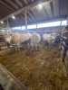 Charolais bred cows