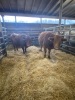 Red Influenced Charolais bred cows